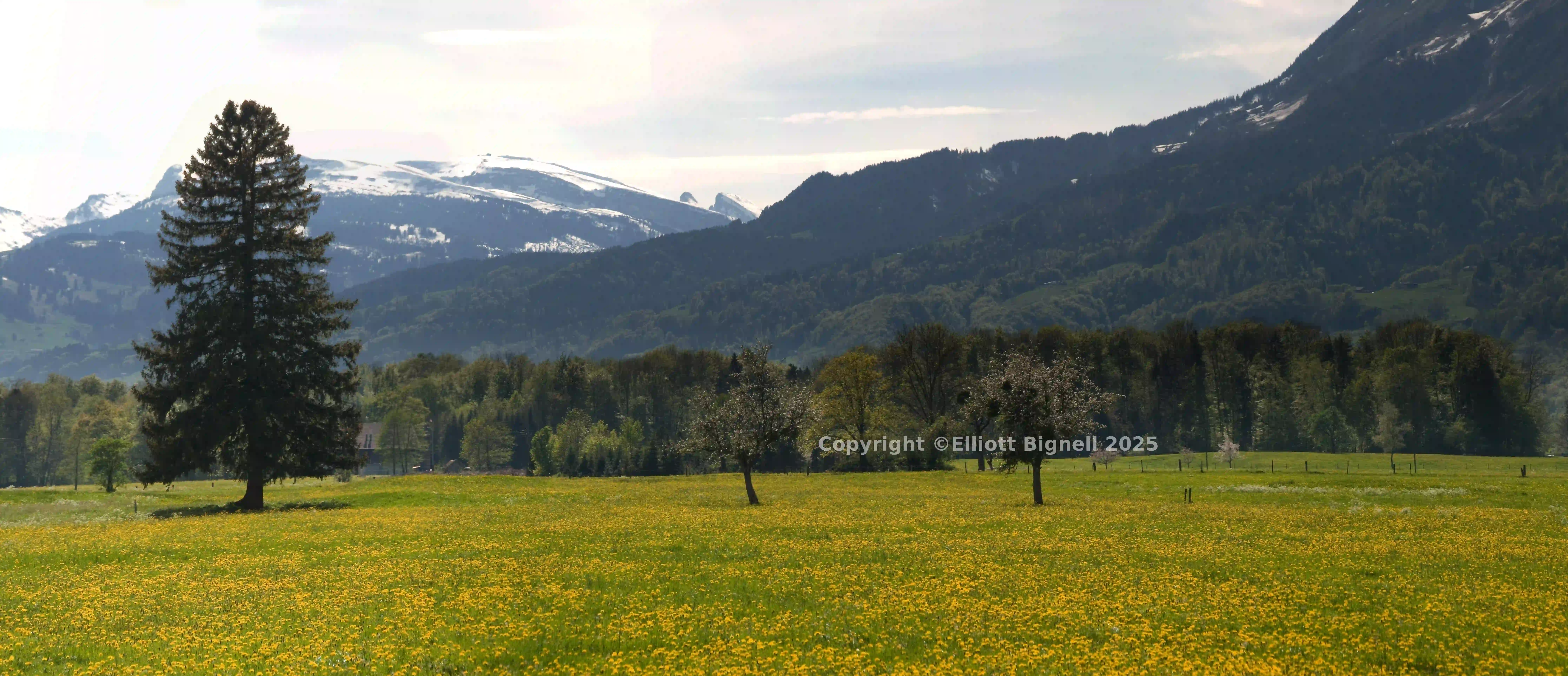 Wiese und Fichte.jpg